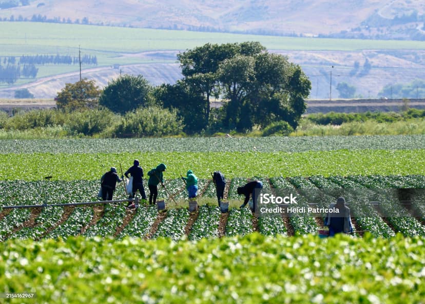 professional-service